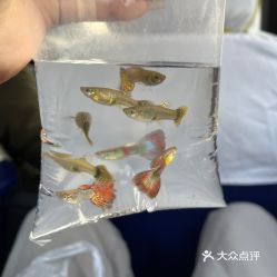 广源工艺品市场花鸟鱼虫文玩