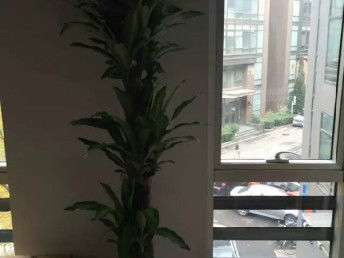 图 花卉养护公司汇通花卉租摆服务公司 天津花鸟鱼虫